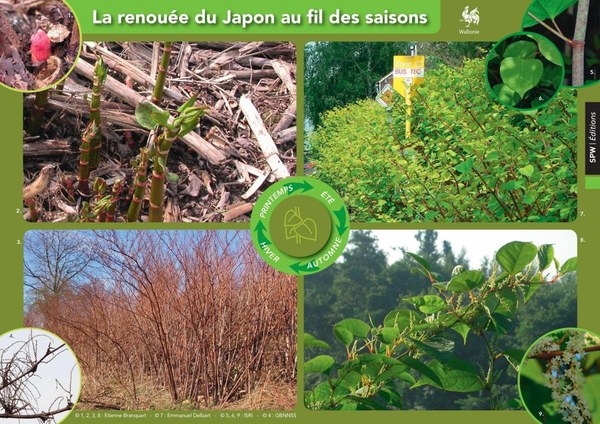 renouee japon