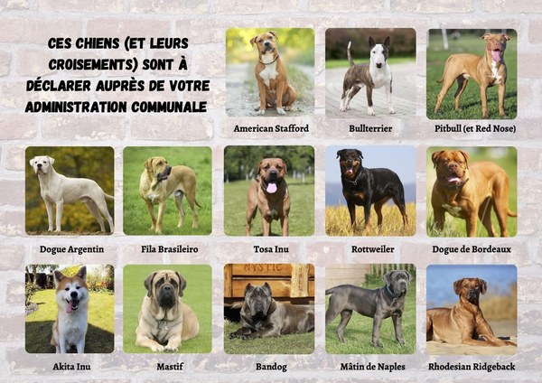American Staffordshire Terrier (1)