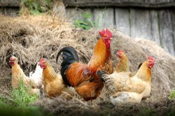 Grippe aviaire : informations aux détenteurs particuliers de volailles et d’oiseaux