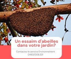 Un essaim d'abeilles? Contactez-nous!